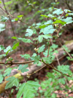 Feldahorn (Foto: Lina Bonafiglia)